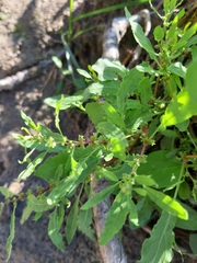 Rumex ucranicus