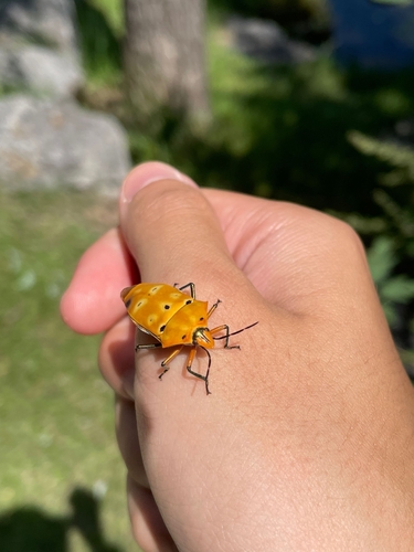 ocellated shield bug