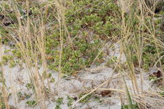 Thinopyrum distichum