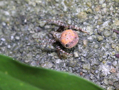 Eriovixia poonaensis