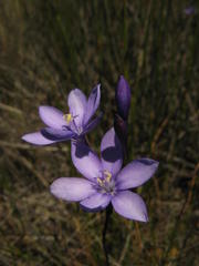 Thereianthus juncifolius