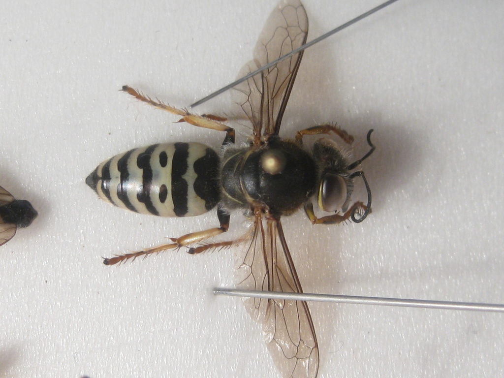 Bembix oculata