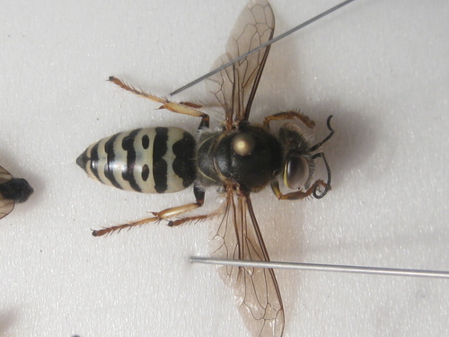 Bembix oculata