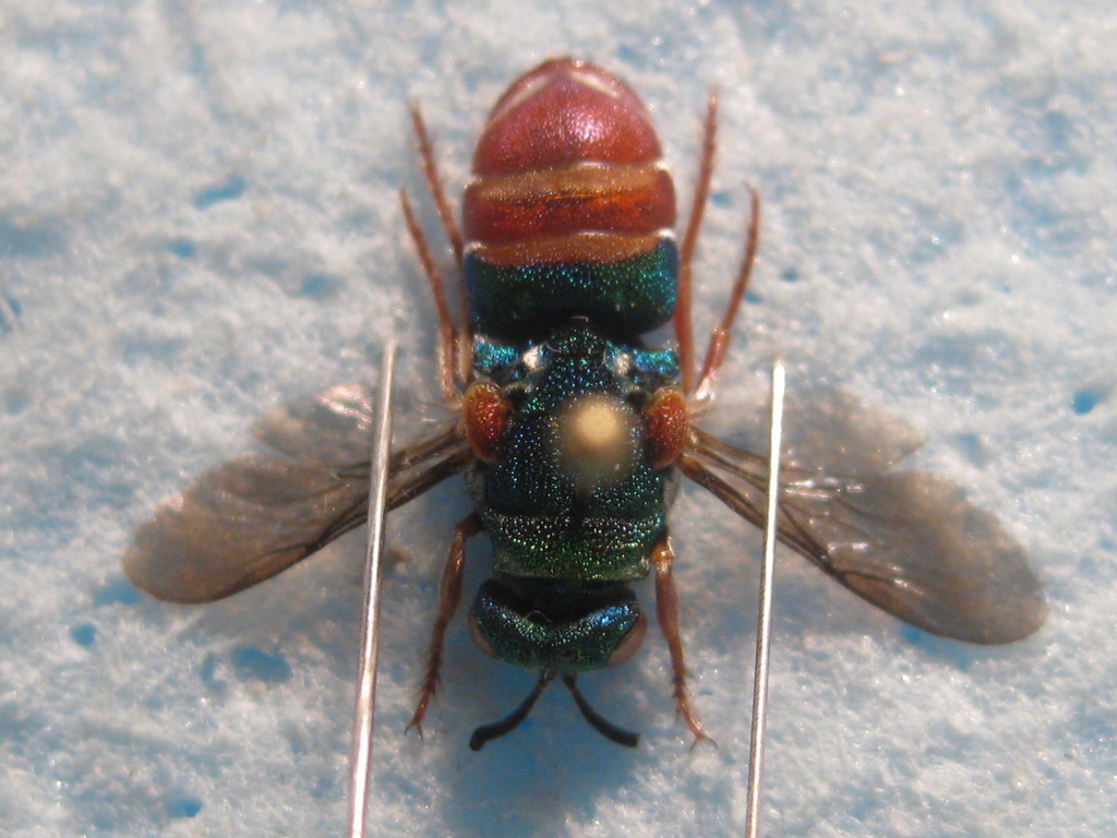 Parnopes grandior