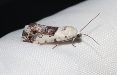 Acontiinae