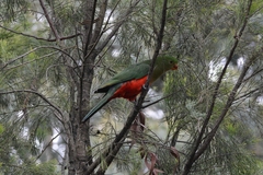 Alisterus scapularis scapularis