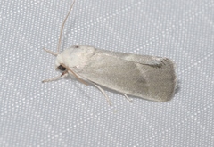 Leucocnemis nivalis