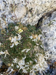 Draba sharsmithii