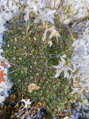 Draba sharsmithii