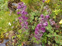 Pedicularis trichoglossa