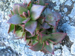 Crassula brachystachya