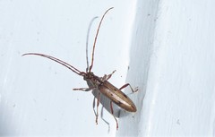 Eburida quadriguttata