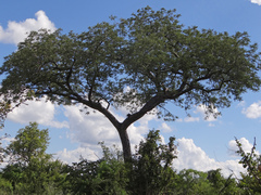 Vachellia nilotica