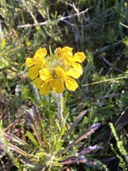 Goodenia glomerata