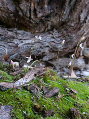 Caladenia alata
