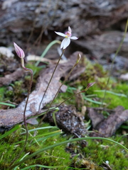 Caladenia alata