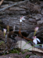Caladenia alata