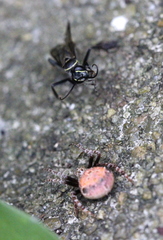 Eriovixia poonaensis