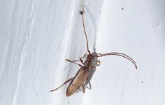 Eburida quadriguttata