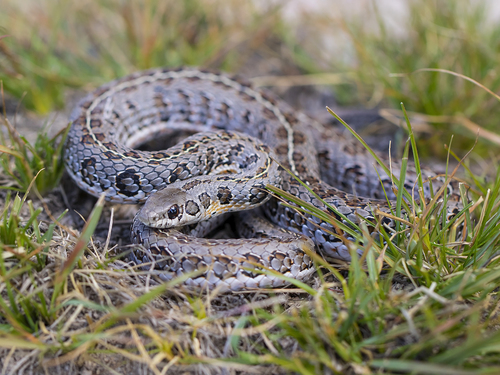 Angolan skaapsteker (Psammophylax ocellatus) · iNaturalist