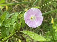 Calystegia sepium spectabilis