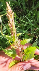 Oxybasis rubra