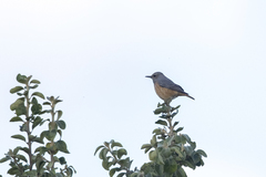 Monticola angolensis