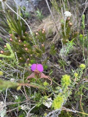Disperis capensis
