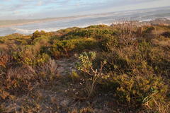 Pelargonium cucullatum cucullatum