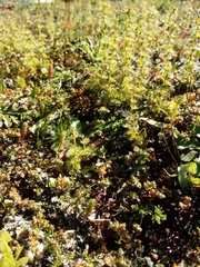 Drosera ramellosa