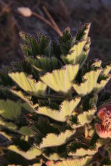 Pelargonium cucullatum cucullatum