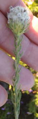 Phylica nigromontana