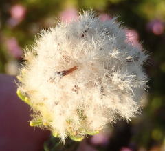 Phylica nigromontana