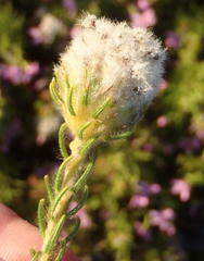 Phylica nigromontana