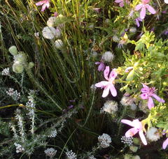 Phylica nigromontana