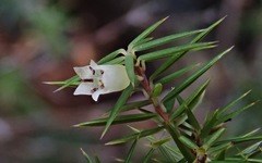 Leptecophylla divaricata
