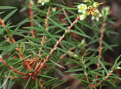 Leptecophylla divaricata