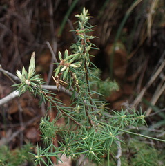 Leptecophylla divaricata