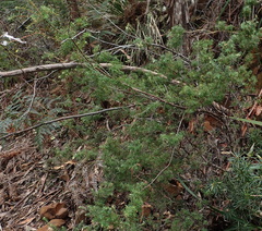 Leptecophylla divaricata