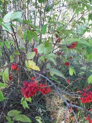 Sambucus racemosa