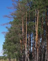 Pinus sylvestris