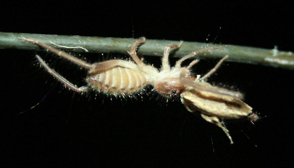 Ceroma leppanae