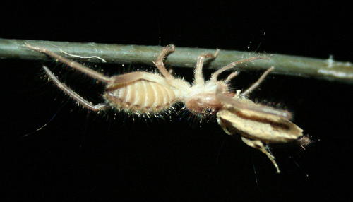 Ceroma leppanae