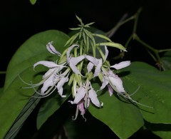 Bauhinia forficata