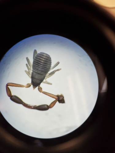House Pseudoscorpion photo 4