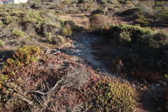 Delosperma patersoniae