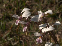 Diuris alba