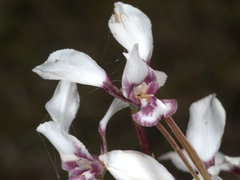 Diuris alba