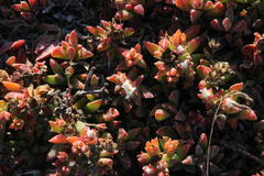 Delosperma patersoniae