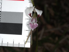 Diuris alba